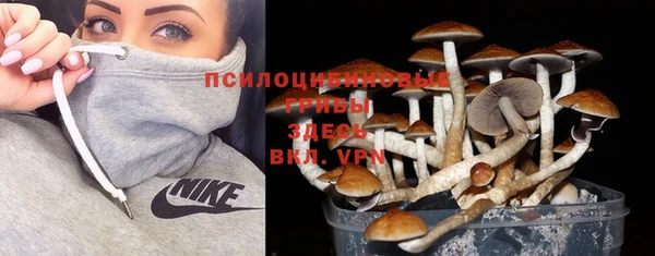 хмурый Аркадак